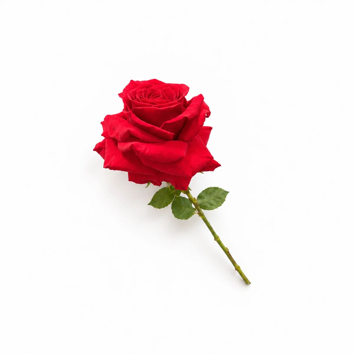 Rosa Importada vermelha (Galho sem decorar)