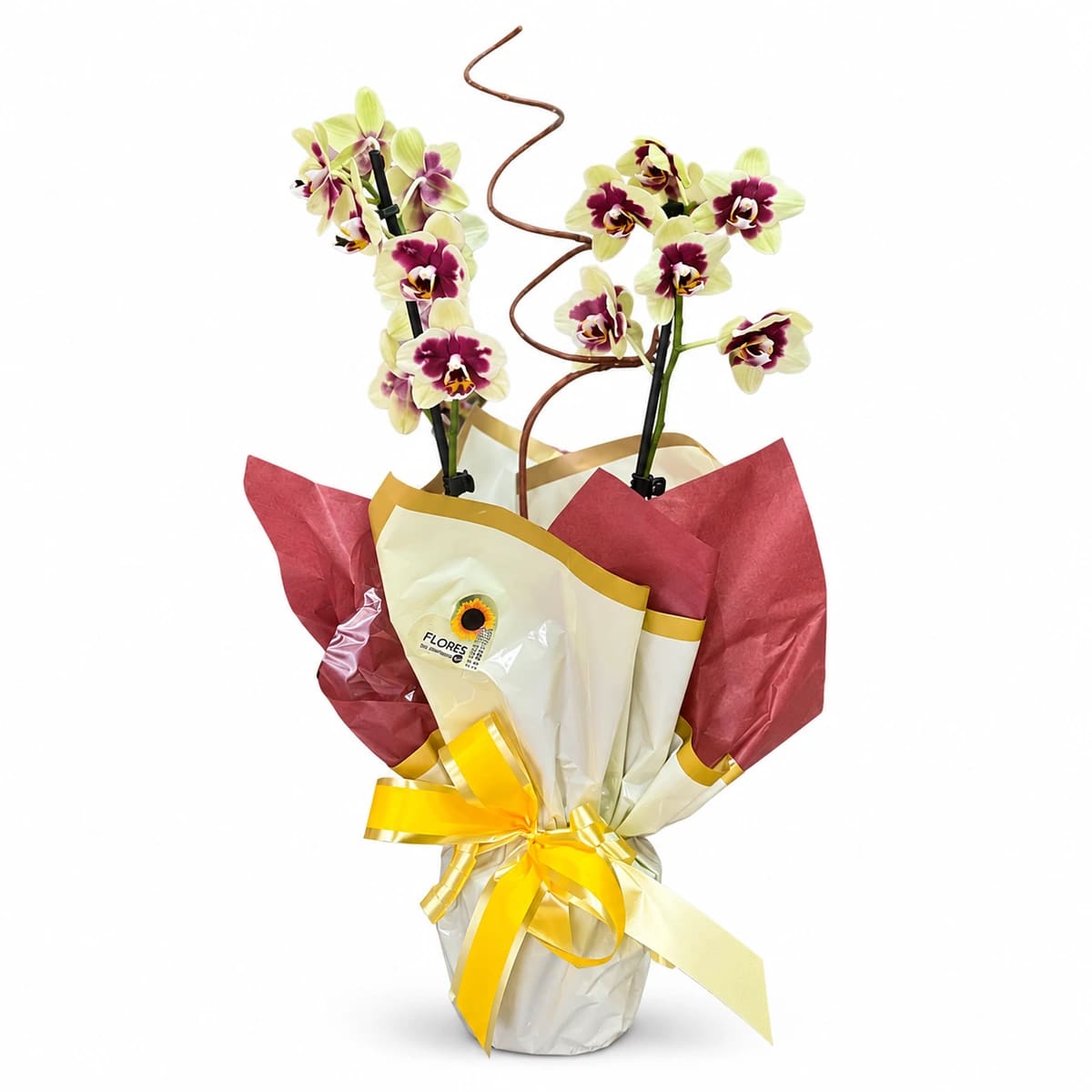 Orquídea Grande 2 hastes