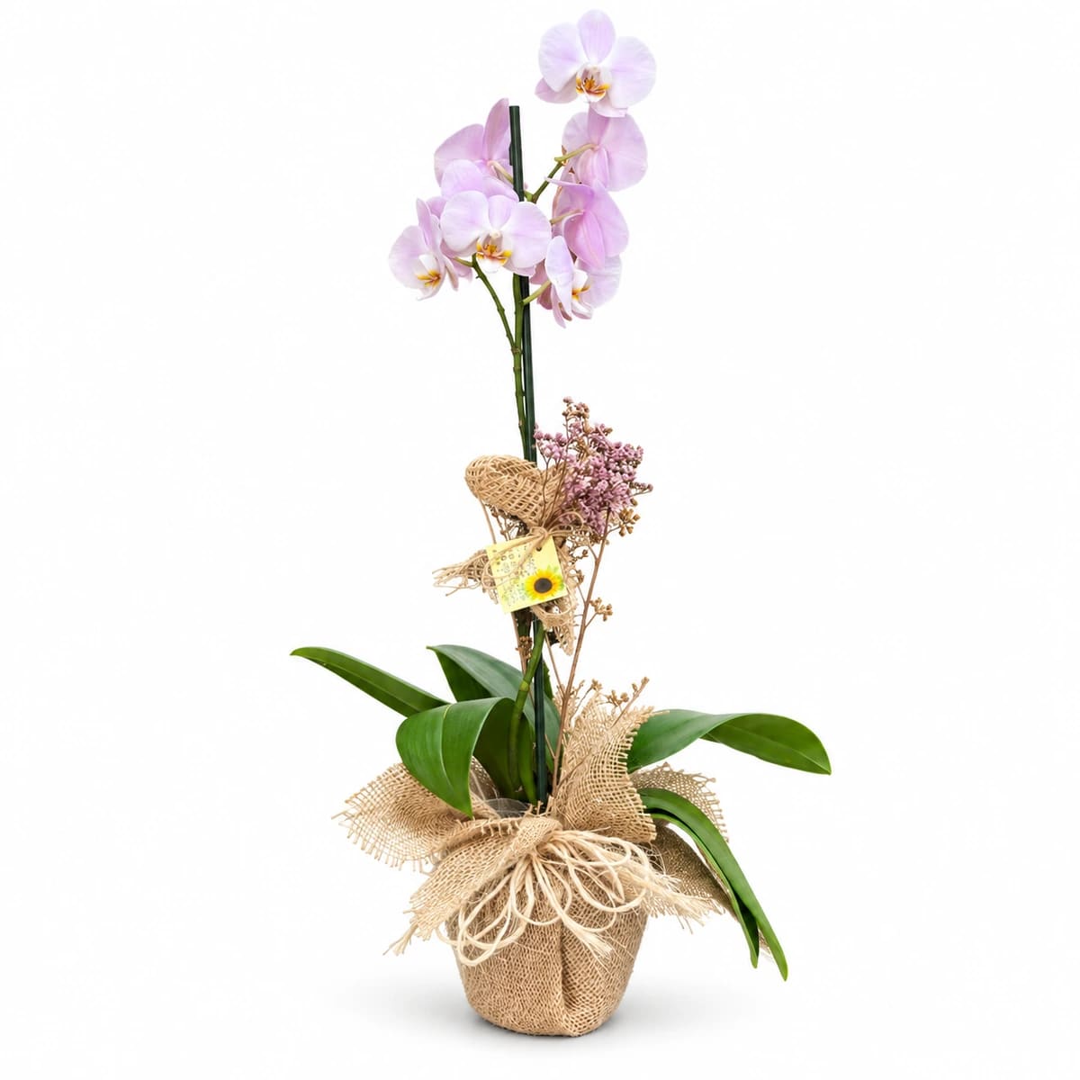 Orquídea Grande 1 haste