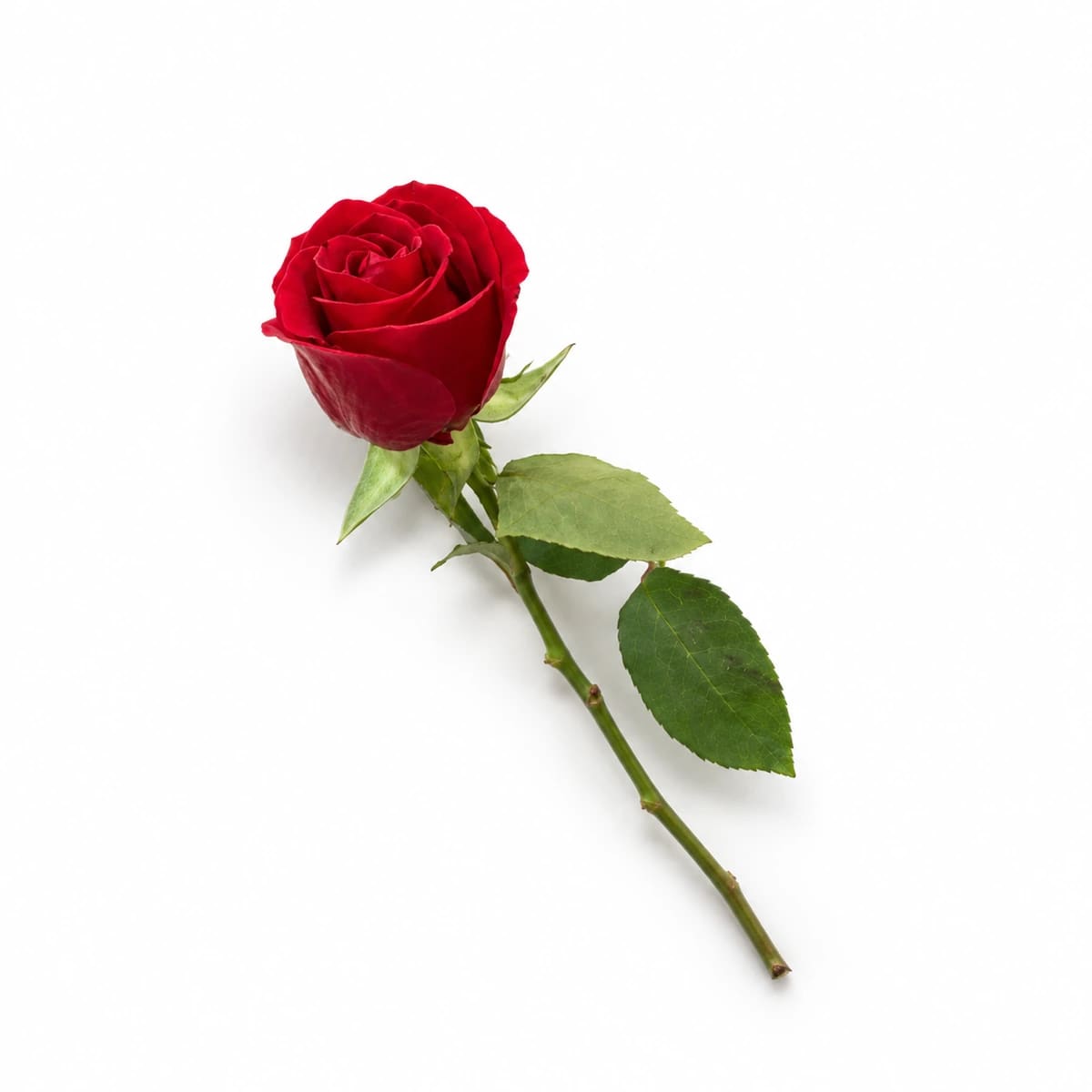 Rosa Nacional vermelha (Galho sem decorar)