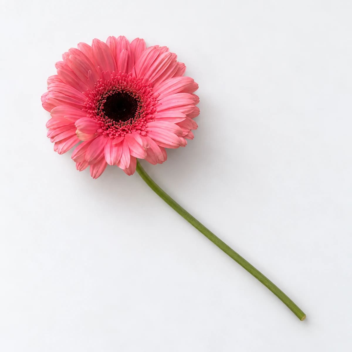 Gérbera (galho sem decorar)