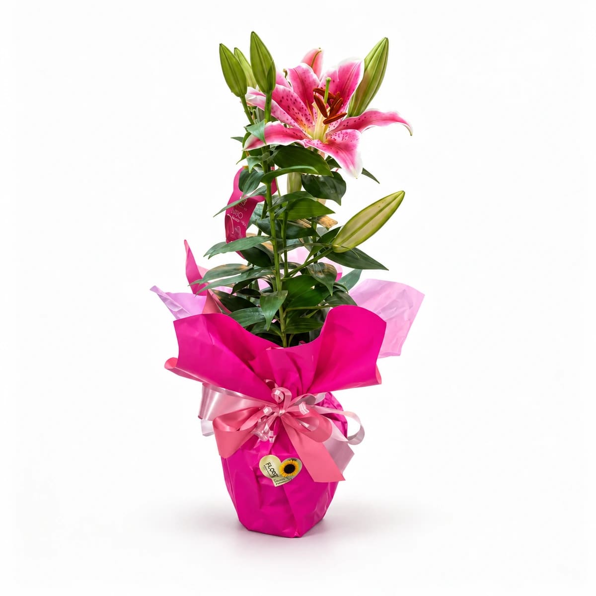 Lírio Oriental Plantado G