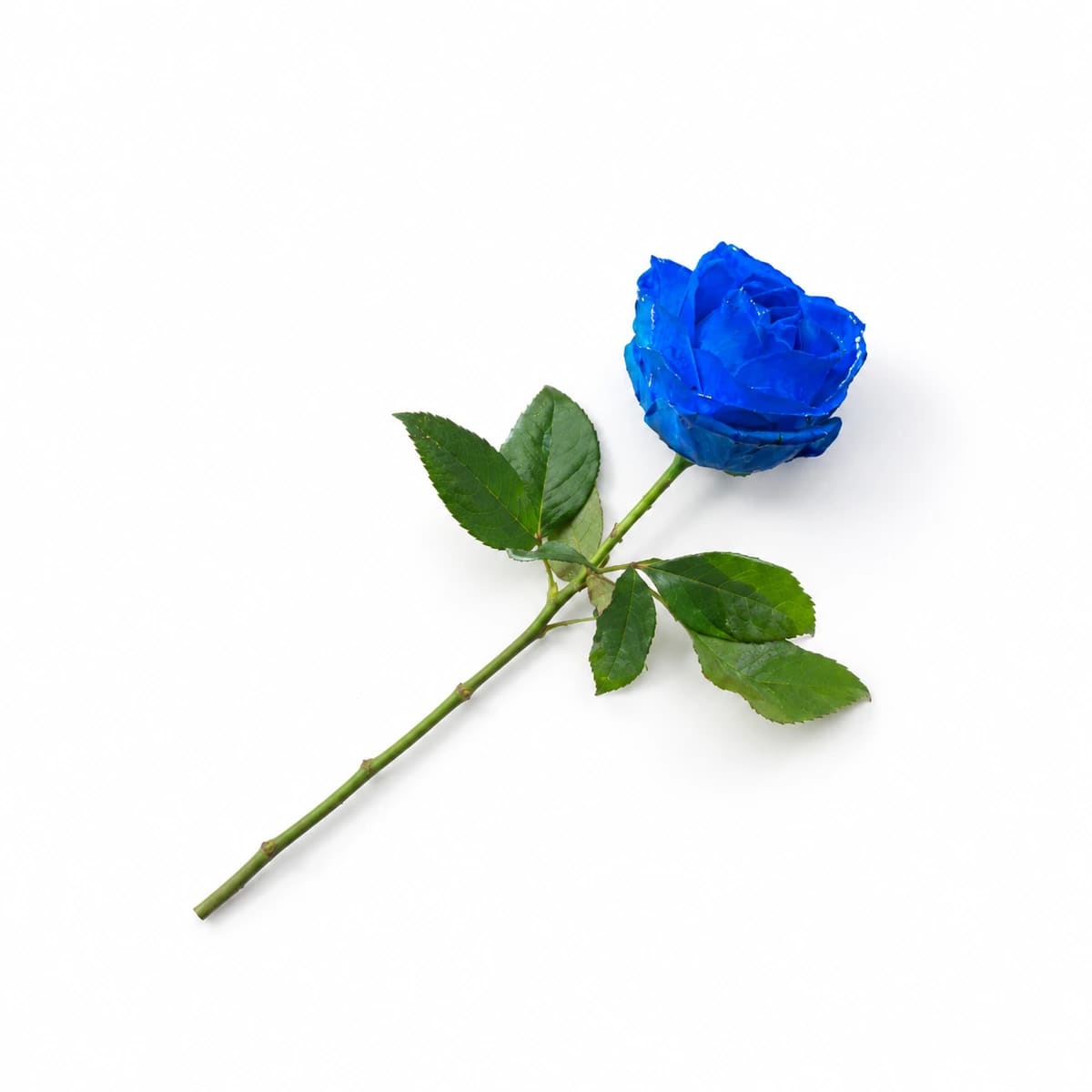 Rosa Nacional Colorida (Galho sem decorar)