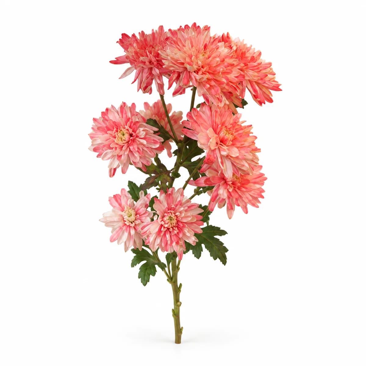 Galho de Crisântemo (Galho sem decorar)