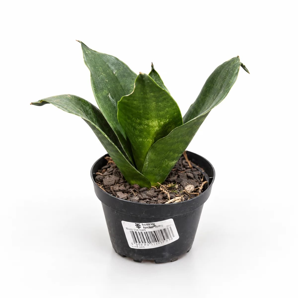 Mini Lança Plantada