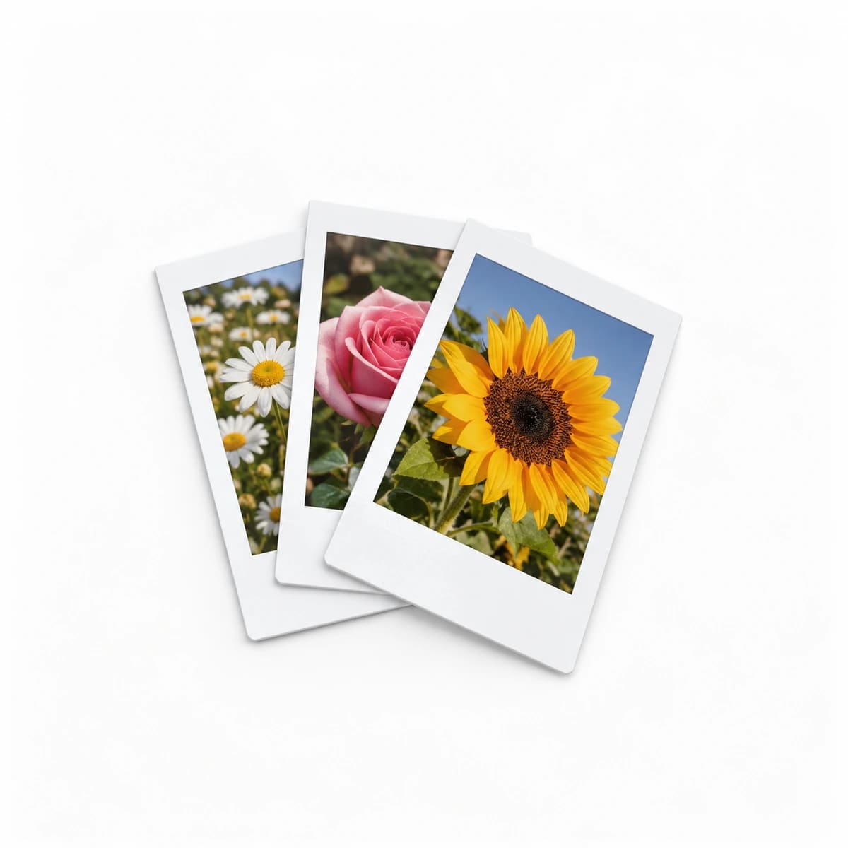Foto Polaroide