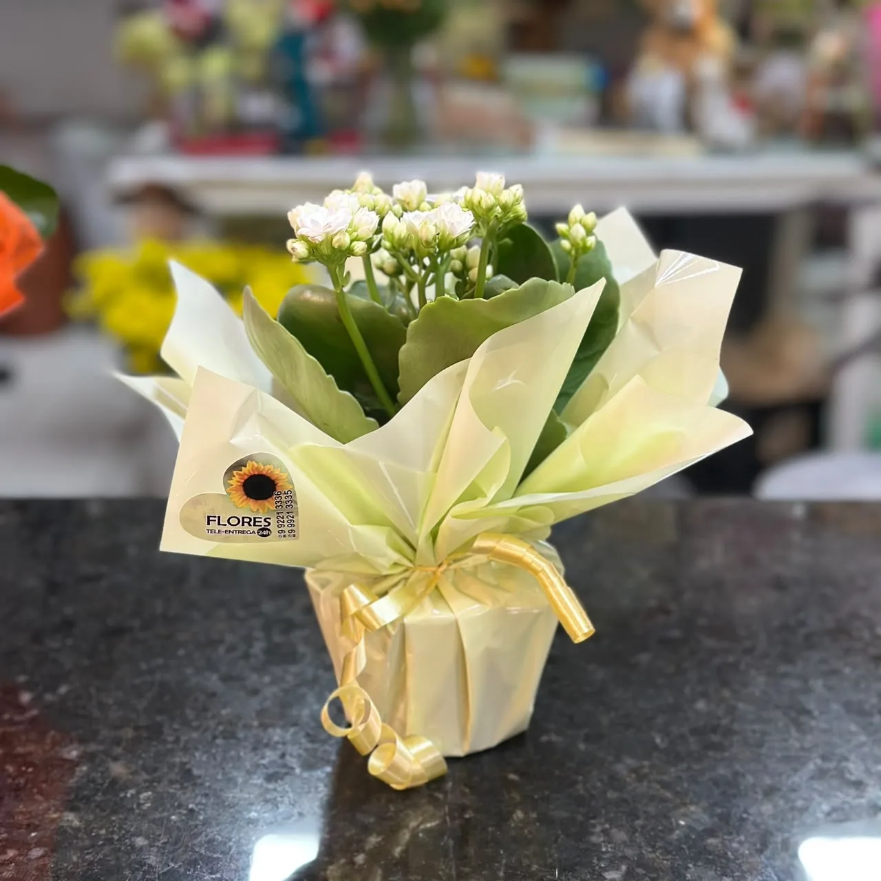 Flor da Fortuna (Calandiva) média em vaso